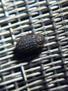 Trox scaber thumbnail 4