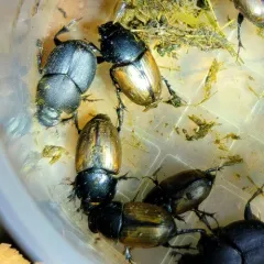 Colobopterus erraticus thumbnail 4
