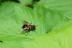 Greenish Wood Fly thumbnail 3