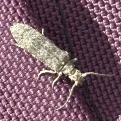 Priacma bleach beetle thumbnail 3