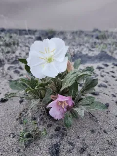 St. Anthony Dunes Evening Primrose thumbnail 2