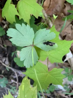 Urocystis anemones-narcissiflorae thumbnail 2