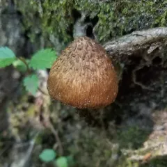 greenfoot fibrecap thumbnail 3
