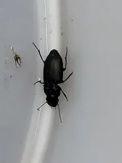 Xestonotus lugubris thumbnail 3