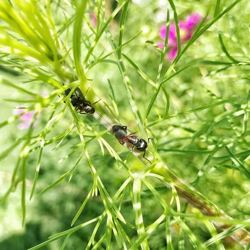 Hercules Carpenter Ant