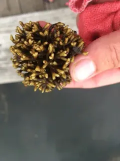 Membranosorus heterantherae thumbnail 2