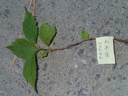 flowering plum