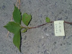 flowering plum thumbnail 1