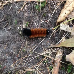 Isabella Tiger Moth thumbnail 3