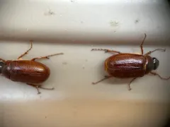 Phyllophaga futilis thumbnail 2