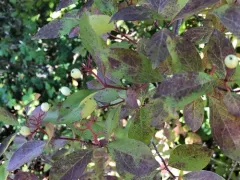 brown dogwood thumbnail 4