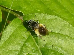 Hairy Wood Fly thumbnail 3