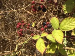 Himalayan giant blackberry thumbnail 2