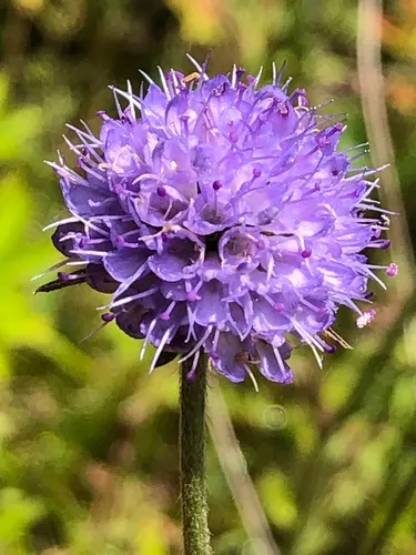 Devil's-bit Scabious