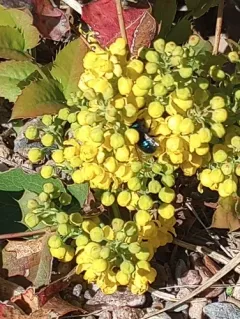 Blueberry Mason bee thumbnail 3