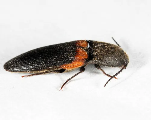 Ampedus laesus