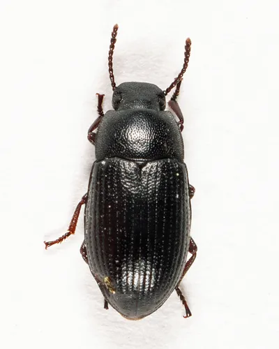 Blapstinus moestus