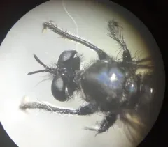 Laphria franciscana thumbnail 4