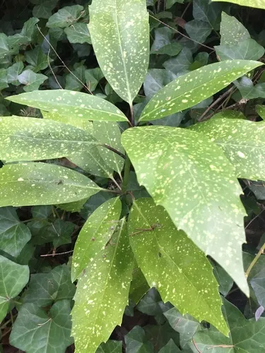 Japanese aucuba