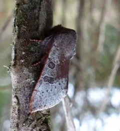 Orthosia pulchella thumbnail 1