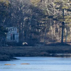 Steller's Sea-Eagle thumbnail 4