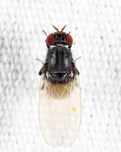 Minettia shewelli