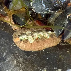 Northern Hairy Chiton thumbnail 4