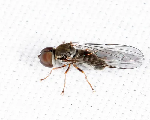 Eudorylas aequus
