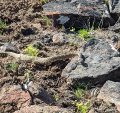 Western Rattlesnake thumbnail 4