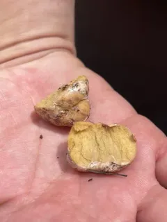Wine-colored Pogie thumbnail 4