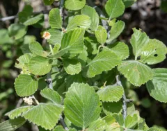 Birchleaf Mountain Mahogany thumbnail 4