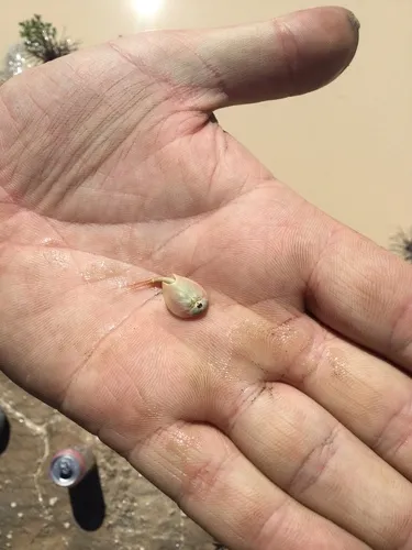 Lynch Tadpole Shrimp