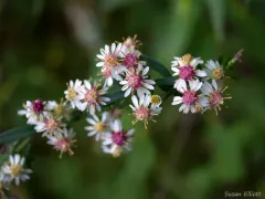 calico aster thumbnail 4