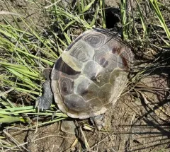 Diamondback Terrapin thumbnail 3