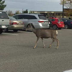 Mule Deer thumbnail 2