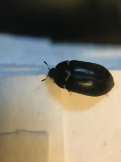 Two-spotted Carpet-beetle thumbnail 3