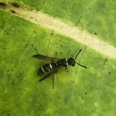 Parancistrocerus pedestris thumbnail 1