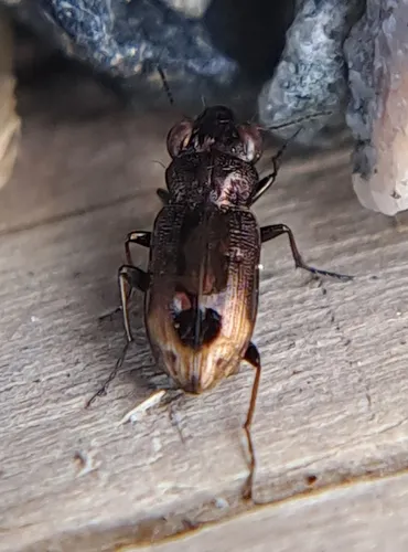 Notiophilus biguttatus