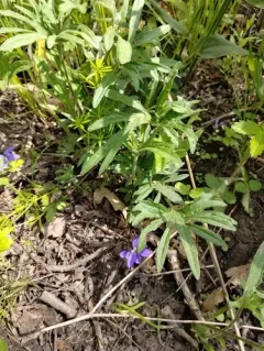 wavy-leaved violet thumbnail 3