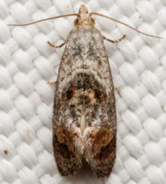 Cochylichroa temerana thumbnail 2