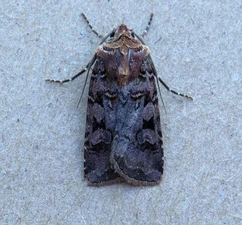 White-striped Dart