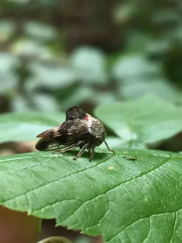 Basswood Treehopper
