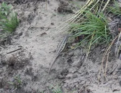 Prairie Lizard thumbnail 4