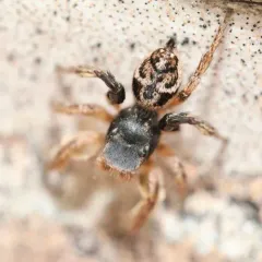 Habronattus captiosus thumbnail 4