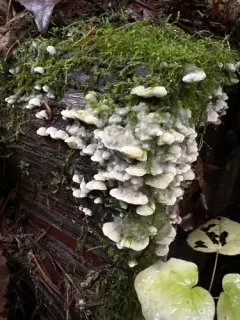 Rigidoporus cuneatus thumbnail 3