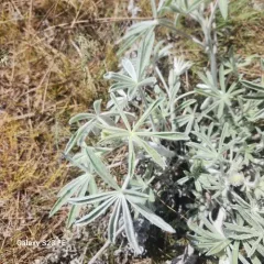 Velvet Lupine thumbnail 2
