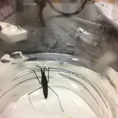 North American Common Water Strider thumbnail 3
