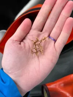 Leieschara coarctata thumbnail 2