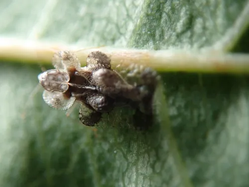 Hawthorn Lace Bug