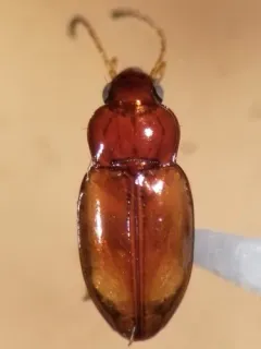 Elaphropus anceps thumbnail 4